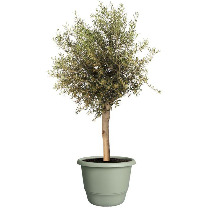 Round Flower Pot - ELHO - Amiga Round 55 - 55 L - Ø 55 x H 51 cm - Green - For Outdoor Use