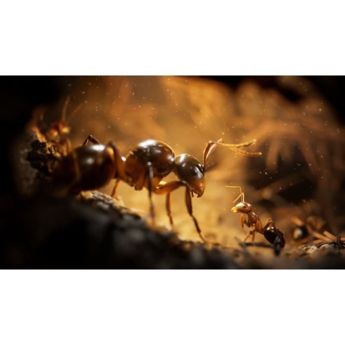 The Ants Empire Of The Ants - PS5 Game - Limited Edition