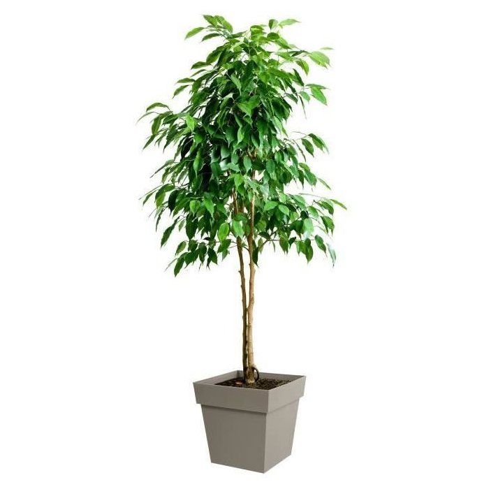 Eda Tuscan square flower pot - 39 x 39 x H 39 cm - 38 L - Taupe