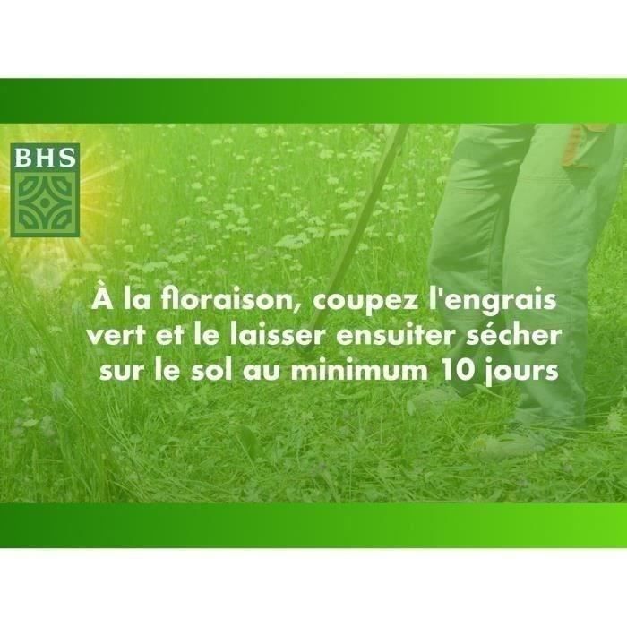 White Clover - BHS - 500 m² | Promotes biodiversity, adapts to all soil types and resists trampling.
