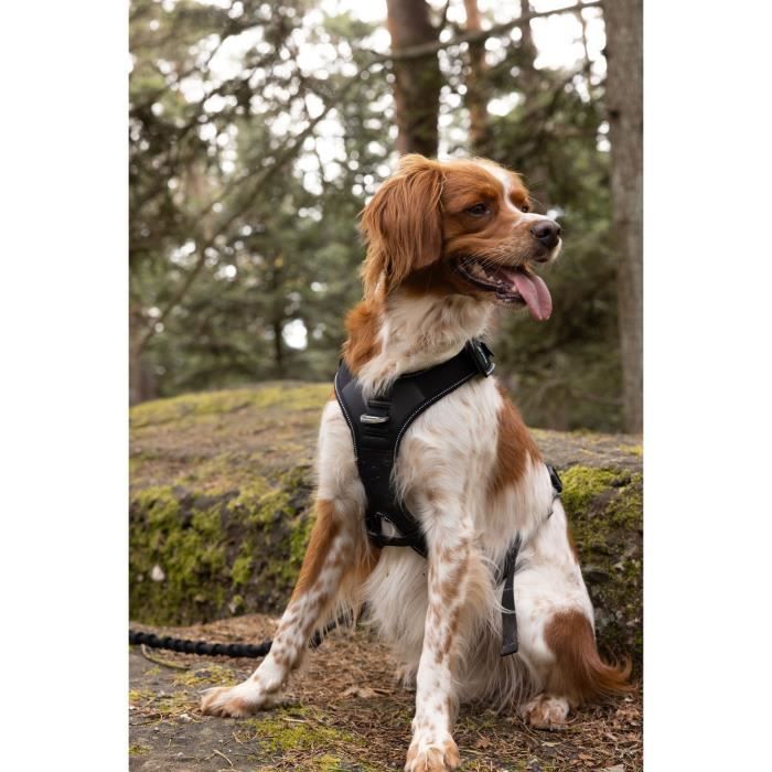 Dog Harness - SYMBIOZ - XXS - Black / Blue