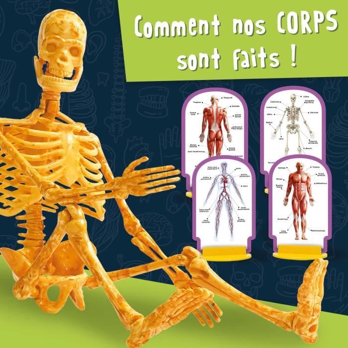 Human Body Discovery - Science Kit - I'M A GENIUS POCKET - 3D Model