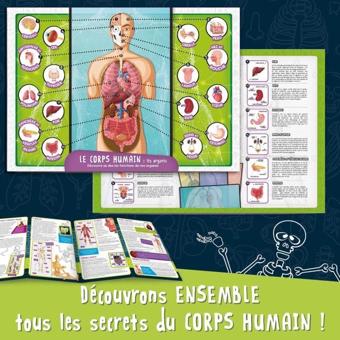 Human Body Discovery - Science Kit - I'M A GENIUS POCKET - 3D Model