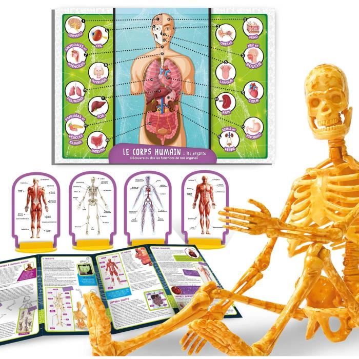 Human Body Discovery - Science Kit - I'M A GENIUS POCKET - 3D Model