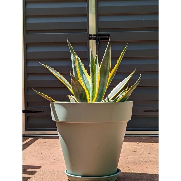 RIVIERA SOLEILLA round flower box - Plastic - Diameter 50 cm - Clay green